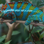How Animals Use Mimicry to Survive in the Wild