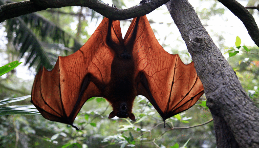 How Bats See Without Eyes: The Science of Echolocation