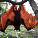 How Bats See Without Eyes: The Science of Echolocation