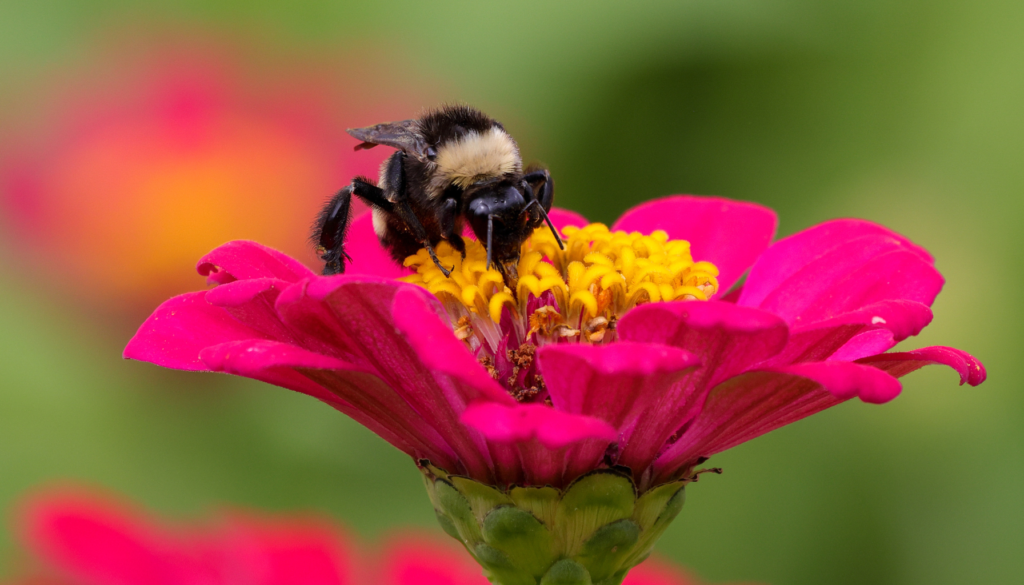 How to Attract Bees and Support Pollinators in Your Yard