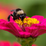 How to Attract Bees and Support Pollinators in Your Yard