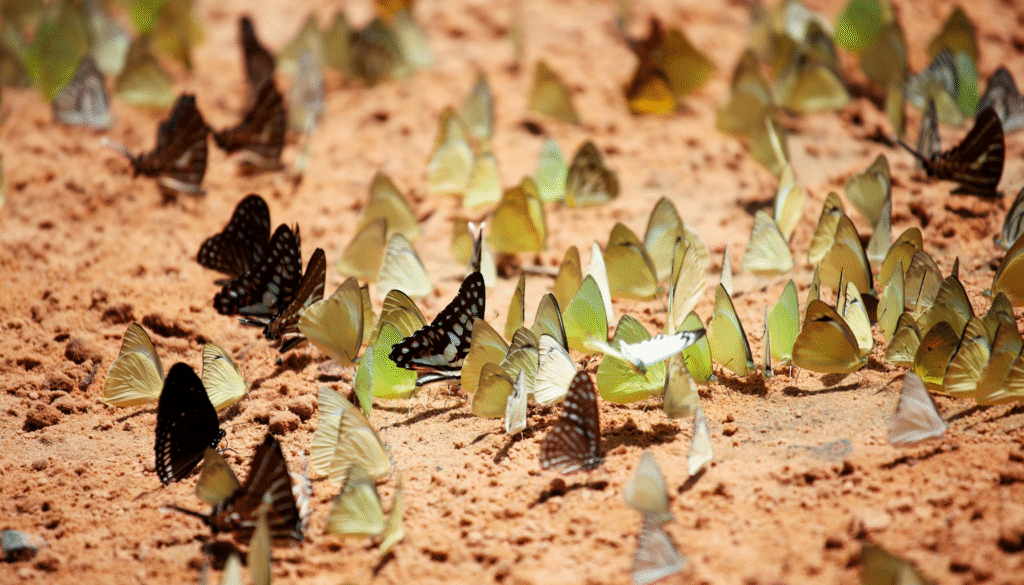 How to Create a Butterfly-Friendly Garden