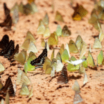 How to Create a Butterfly-Friendly Garden