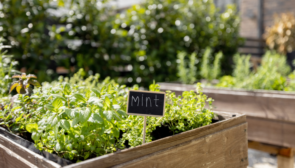 How to Grow Herbs Indoors All Year Long