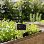How to Grow Herbs Indoors All Year Long