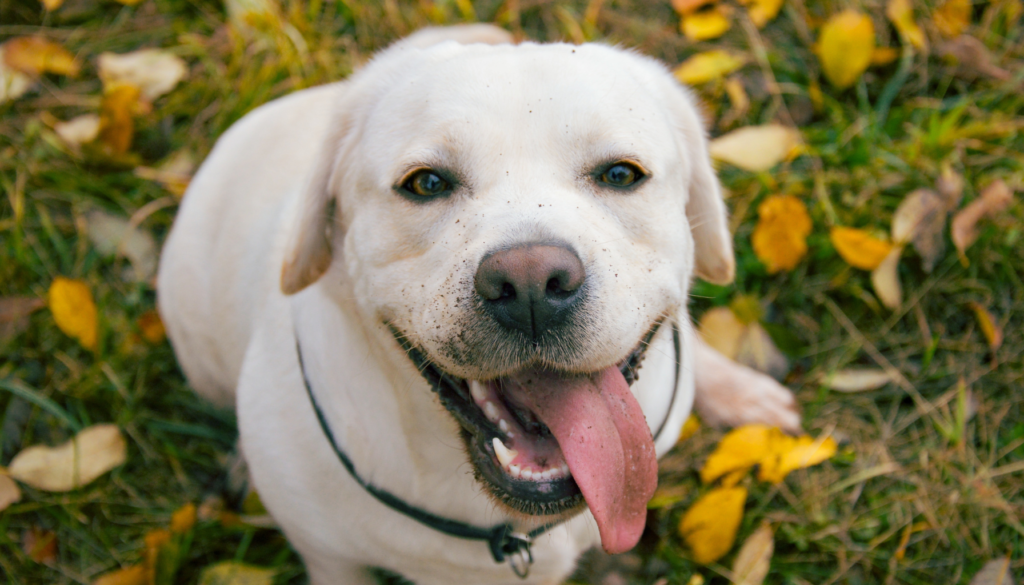 How to Keep Your Labrador Healthy and Happy