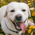 How to Keep Your Labrador Healthy and Happy