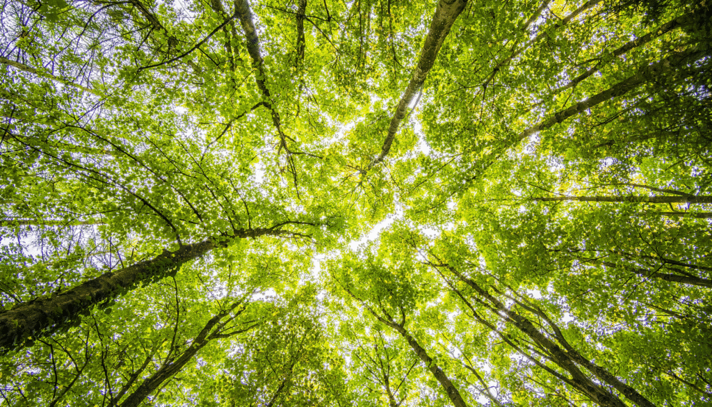 The Brain of the Forest: How Trees Talk Through Underground Networks