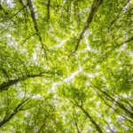 The Brain of the Forest: How Trees Talk Through Underground Networks