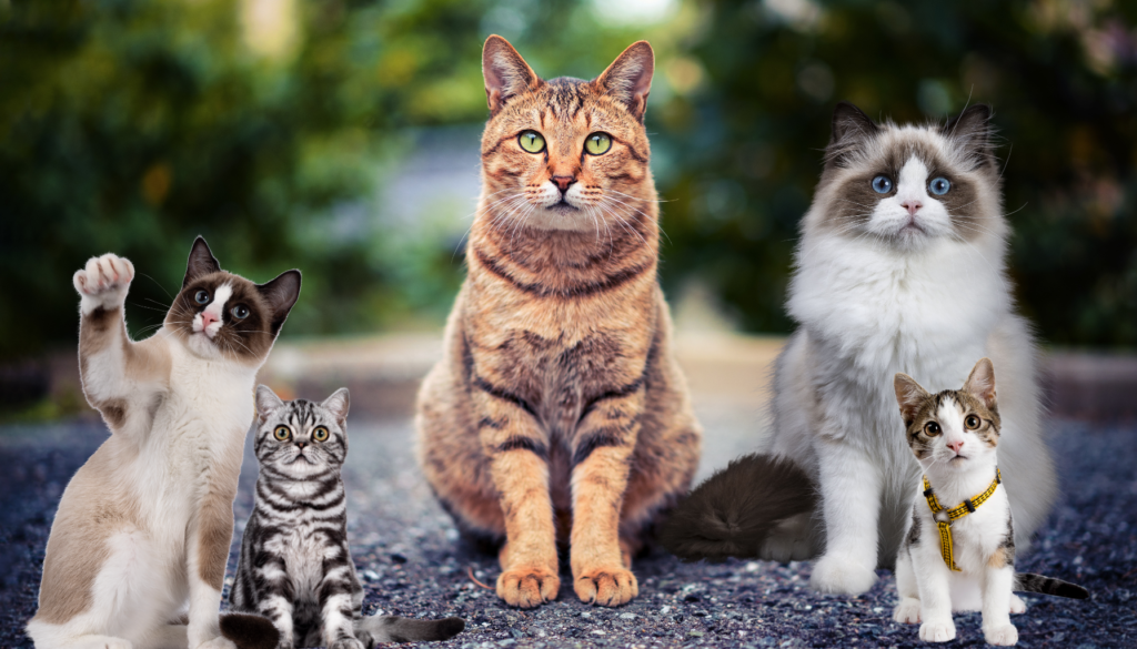 Top 10 Cat Breeds for First-Time Owners