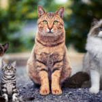 Top 10 Cat Breeds for First-Time Owners