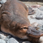 What Makes Platypuses So Weird (And So Fascinating)