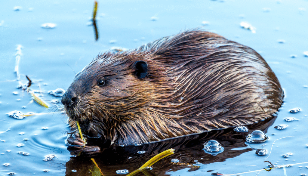 Why Beavers Are Nature’s Best Engineers