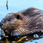 Why Beavers Are Nature’s Best Engineers