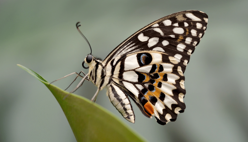 7 Fascinating Facts About Butterfly Wings Patterns and How to See Them in Your Garden