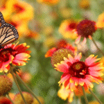 Learn how to build a butterfly-friendly garden with expert tips on host plants, nectar flowers, and habitat design. Create a thriving ecosystem today.