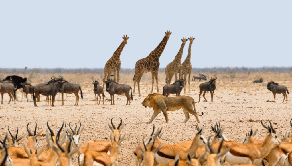 5 Fascinating Animal Kingdom Facts