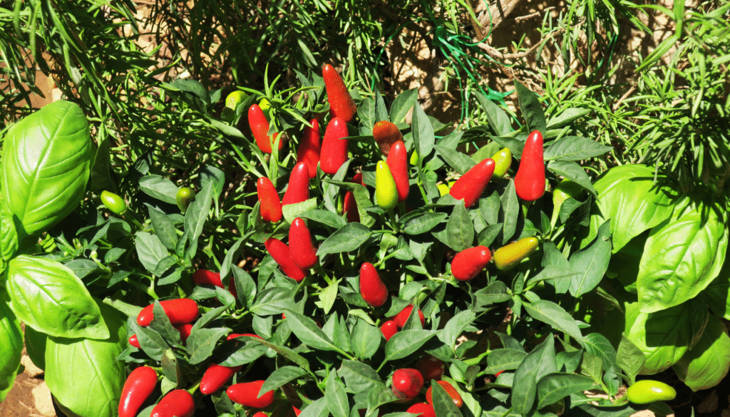 How to Start Your Own Garden in Small Spaces (Even in an Apartment)