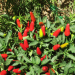 How to Start Your Own Garden in Small Spaces (Even in an Apartment)